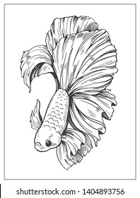 Sketch of gold fish. Outline with transparent background. Hand drawn illustration converted to vector