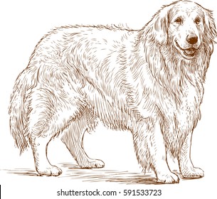 Sketch Of A Golden Retriever