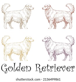 Sketch Of A Golden Retriever Vector Illustration. Hand Drawn Golden Retriever Dog
