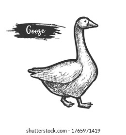 Sketch of goose bird. Profile of farm geese. Hand drawing avian animal, flying rural domestic duck. Vintage sketching of fowl or domestic poultry. Fauna and biology, zoology and agriculture theme