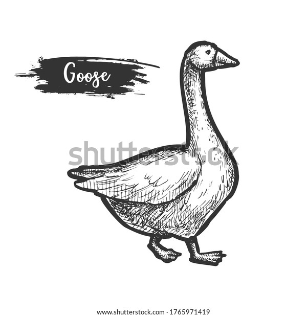 Vektor Stok Sketch Goose Bird Profile Farm Geese Tanpa Royalti 1765971419