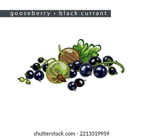 sketch gooseberries and black currants: two berries and two branches  
on a white background, isolated vector drawing