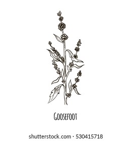 Sketch of goosefoot. Hand drawn botanical vector illustration