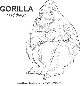 Sketch of gorilla.  Minimalistic style