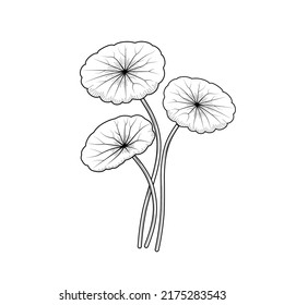 Sketch of gotu kola or Centella asiatica, isolated on a white background.