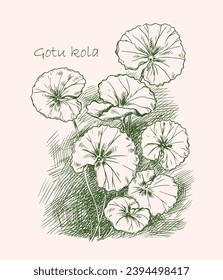 Sketch of gotu kola. Centella asiatica. Organic nature medical herb. Vector hand drawn illustration.