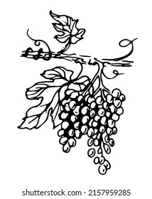 Esbozo de la parrilla de uva. Ilustración vectorial dibujada a mano de Vine para la etiqueta del vino. Dibujo vintage. Línea negra