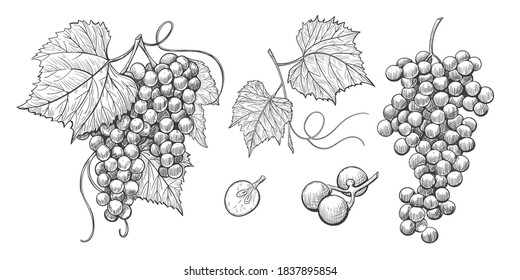 Sketch Grape bunches with leaves, vintage illustration of wine grape. Vector hand drawn icons set, grape isolated elements on white background, ink style. Bunch of grapes on a stem with leaves.
