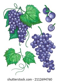 Esbozar Lotes de uva con hojas, ilustración vintage de uva de vino. Conjunto de iconos dibujados a mano vectorial, elementos aislados de uva sobre fondo blanco, estilo de tinta de color. Montón de uvas sobre un tallo con hojas.