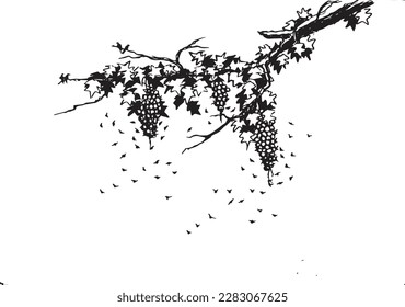 Sketch of grapes hanging on the tree. Black isolated on white background. 