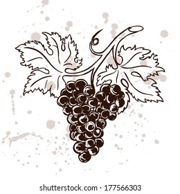 Sketch of grapes / Vector illustration