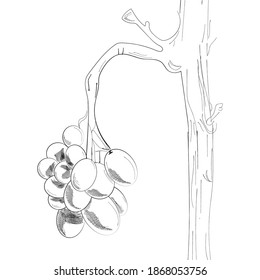 Sketch of grapes with vine