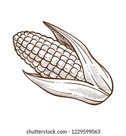 Sketch, graphic drawing of a corn, maize with leaves, monochrome flat vector illustration on white background