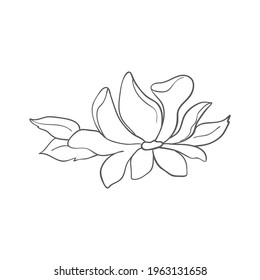 Sketch of graphic hand-drawn magnolia flower on a white background. Vector illustration.