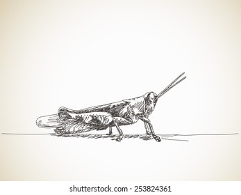 Sketch of grasshopper, Hand drawn Vector illustration