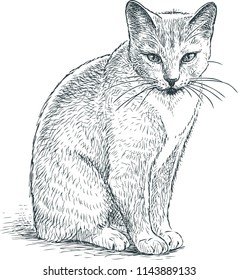 Sketch of a gray domestic cat