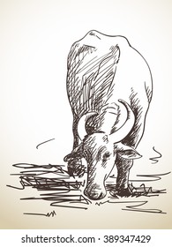 Sketch of grazing buffalo, Hand drawn illustration