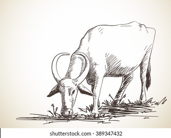 Sketch of grazing buffalo, Hand drawn illustration