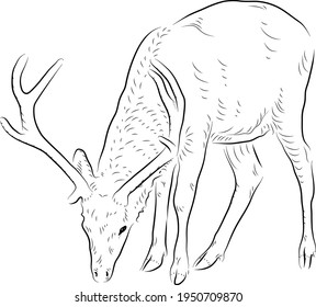 Sketch of grazing deer.  Minimalistic style.