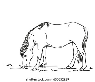 Sketch of grazing horse, Hand drawn vector illustration isolated on white