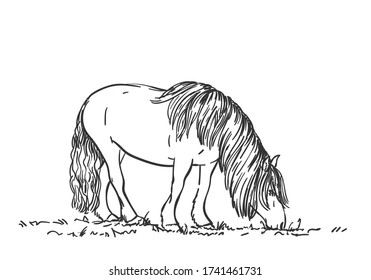 Sketch of grazing horse with long mane, Vector Hand drawn line art illustration