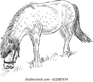 Sketch of a grazing pony