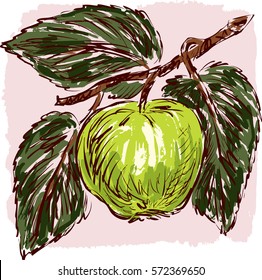 sketch of a green apple