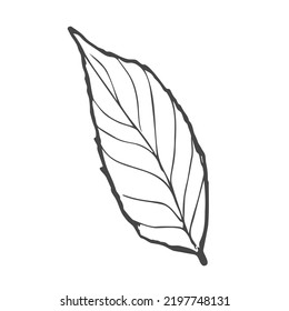 Skizze von Grün oder Schwarztee. Vektorgrafik. Tee-Konzept