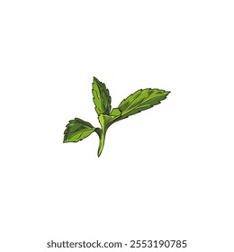 Sketch of green stevia leaf. Young little sprout. Natural herbal plant. Bush. Sweetener. Sweet, organic, healthy. Hand drawn. Vector illustration isolated on white background.