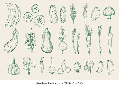 Sketch green vegetables vector set. Hand drawn messy rough drawing of organic fresh vegetables for packaging, farmers market, menu, cookbook, posters. 