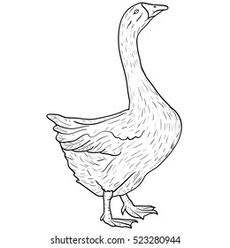 Sketch grey goose on a white background. Vector illustration