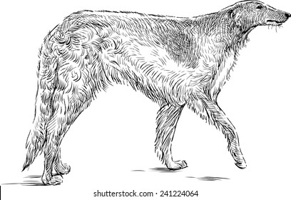 sketch of a greyhound