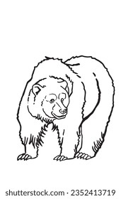 sketch of grizzly bear walking isolated on white ,vector illustration for coloring,tattoo ,design