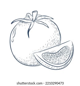 sketch groceries tomato illustration black and white line. Vector illustration