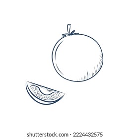 sketch groceries tomato illustration black and white line