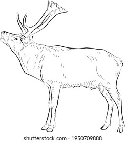 Sketch. Growling deer.  Minimalistic style.