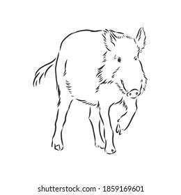 Sketch grunge wild boar in the profile.Stock vector illustration., wild boar vector sketch illustration