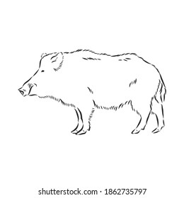 Sketch grunge wild boar in the profile.Stock vector illustration., wild boar vector sketch illustration