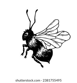 Sketch, guarding a honey bee. Vector graphics.
