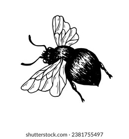 Sketch, guarding a honey bee. Vector graphics.