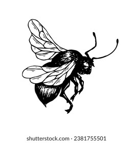 Sketch, guarding a honey bee. Vector graphics.
