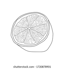 Sketch of half a lemon. Vector outlines isolated element for design. Healthy food.
