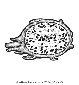 Boceto de media pitaya. Vector de fruta de dragón en rodajas. Realista corte de la fruta del dragón o diseño vintage pitahaya. Planta exótica o alimento orgánico para ingrediente de postre. Cocina tropical o cosecha asiática.