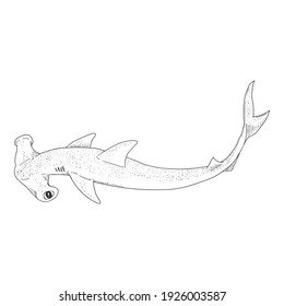 Sketch Hammer-head Shark. Vector Sphyrnidae Illustration.