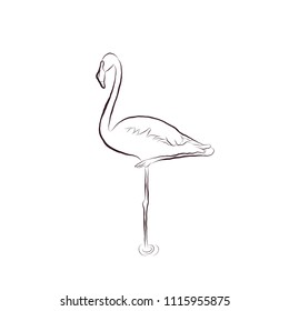 Sketch hand draw Flamingo bird stands on one leg