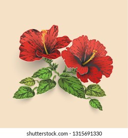 Sketch and Hand drawing Hibiscus flower. line art vector illustration with color