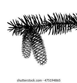 Sketch hand drawing pine cone on tree branch with needles on white background. Christmas hand drawn fir cone. Conifer cone on the tree, cedars, firs, hemlocks, larches, pines or spruces.