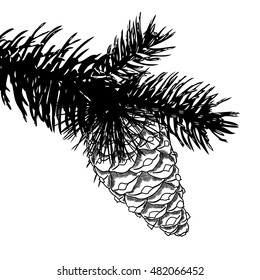 Sketch hand drawing pine cone on tree branch with needles on white background.  Hand drawn fir cone. Conifer cone on the tree, cedars, firs, hemlocks, larches, pines or spruces.