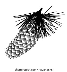 Sketch hand drawing pine cone on tree branch with needles on white background. Christmas hand drawn fir cone. Conifer cone on the tree, cedars, firs, hemlocks, larches, pines or spruces.