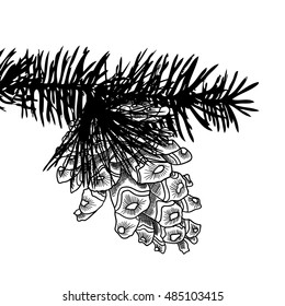 Sketch hand drawing pine cone on tree branch with needles on white background. Christmas hand drawn fir cone. Conifer cone on the tree, cedars, firs, hemlocks, larches, pines or spruces.